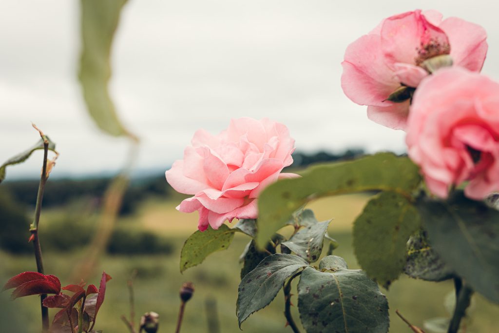 roses rose au relais de porthos à Ogenne-Camptort